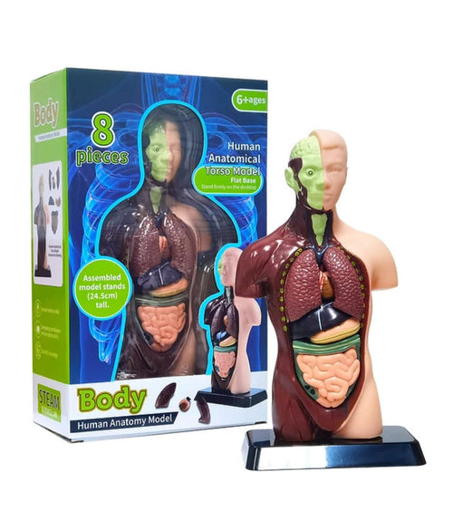 Figura Cuerpo Humano 8 piezas